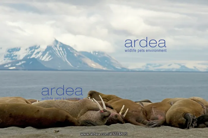 : Norway, Svalbard Archipelago, Spitsbergen : Norway, Svalbard Archipelago, Spitsbergen