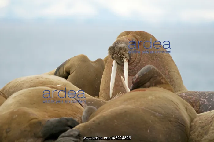 : Norway, Svalbard Archipelago, Spitsbergen : Norway, Svalbard Archipelago, Spitsbergen