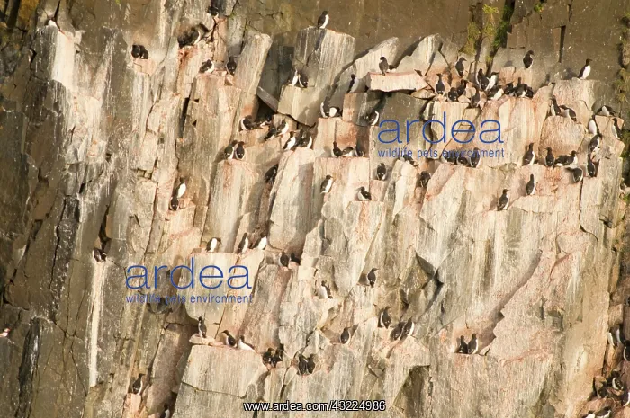: Norway, Svalbard Archipelago, Spitsbergen : Norway, Svalbard Archipelago, Spitsbergen