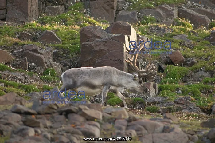 : Norway, Svalbard Archipelago, Spitsbergen : Norway, Svalbard Archipelago, Spitsbergen