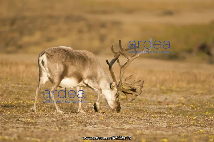 : Norway, Svalbard Archipelago, Spitsbergen : Norway, Svalbard Archipelago, Spitsbergen
