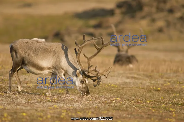 : Norway, Svalbard Archipelago, Spitsbergen : Norway, Svalbard Archipelago, Spitsbergen