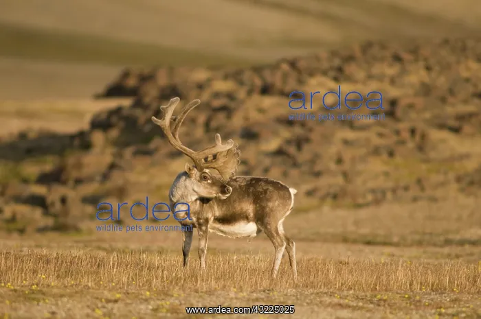 : Norway, Svalbard Archipelago, Spitsbergen : Norway, Svalbard Archipelago, Spitsbergen