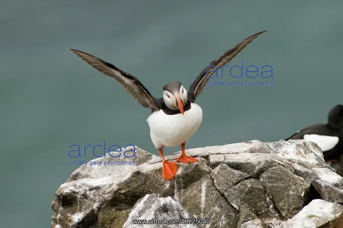 : Norway, Svalbard Archipelago, Spitsbergen : Norway, Svalbard Archipelago, Spitsbergen