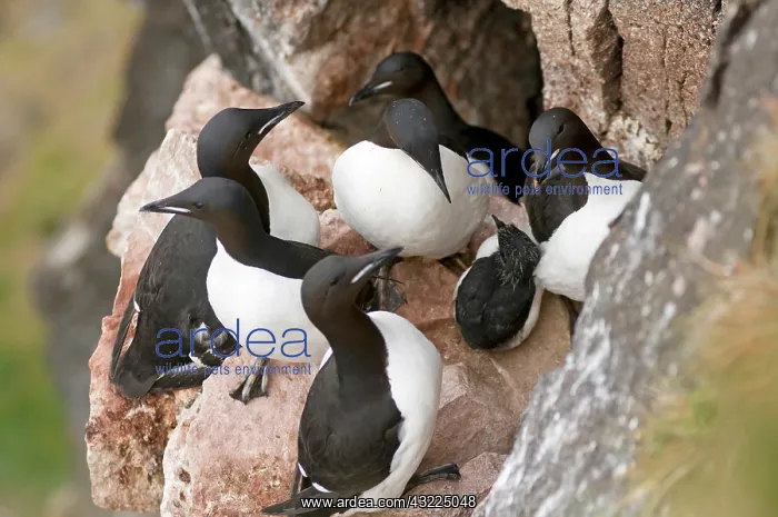  : Norway, Svalbard Archipelago, Spitsbergen