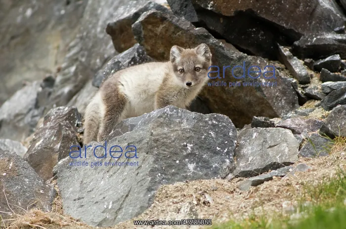 : Norway, Svalbard Archipelago, Spitsbergen : Norway, Svalbard Archipelago, Spitsbergen