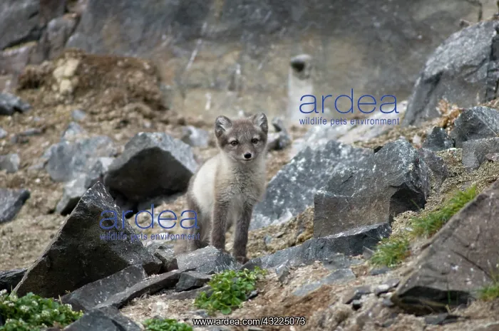 : Norway, Svalbard Archipelago, Spitsbergen : Norway, Svalbard Archipelago, Spitsbergen