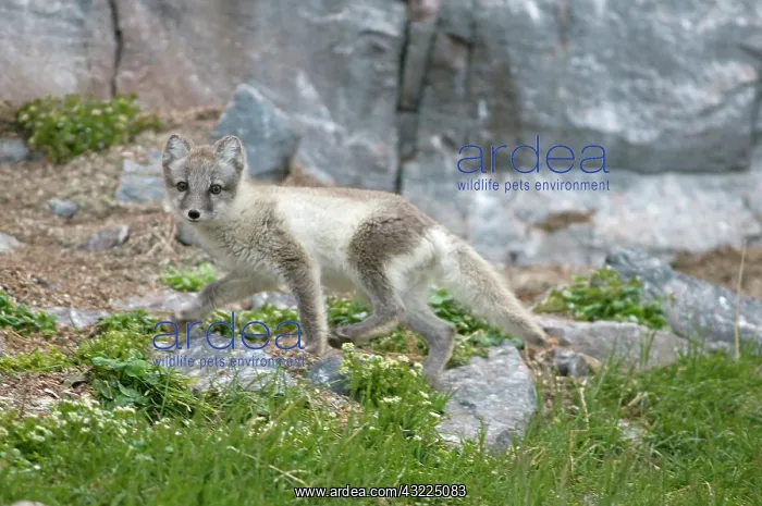: Norway, Svalbard Archipelago, Spitsbergen : Norway, Svalbard Archipelago, Spitsbergen