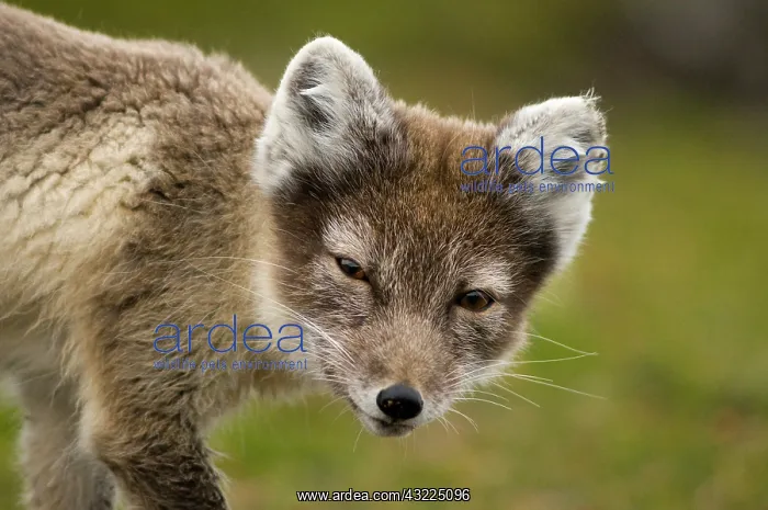: Norway, Svalbard Archipelago, Spitsbergen : Norway, Svalbard Archipelago, Spitsbergen