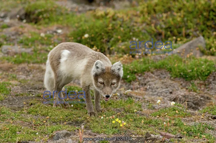 : Norway, Svalbard Archipelago, Spitsbergen : Norway, Svalbard Archipelago, Spitsbergen