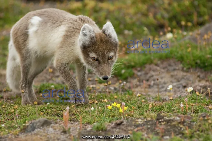 : Norway, Svalbard Archipelago, Spitsbergen : Norway, Svalbard Archipelago, Spitsbergen