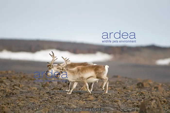 : Norway, Svalbard Archipelago, Spitsbergen : Norway, Svalbard Archipelago, Spitsbergen