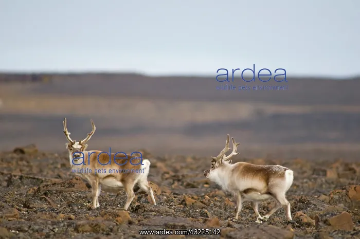 : Norway, Svalbard Archipelago, Spitsbergen