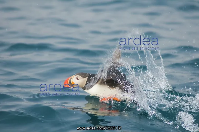 : Norway, Svalbard Archipelago, Spitsbergen : Norway, Svalbard Archipelago, Spitsbergen