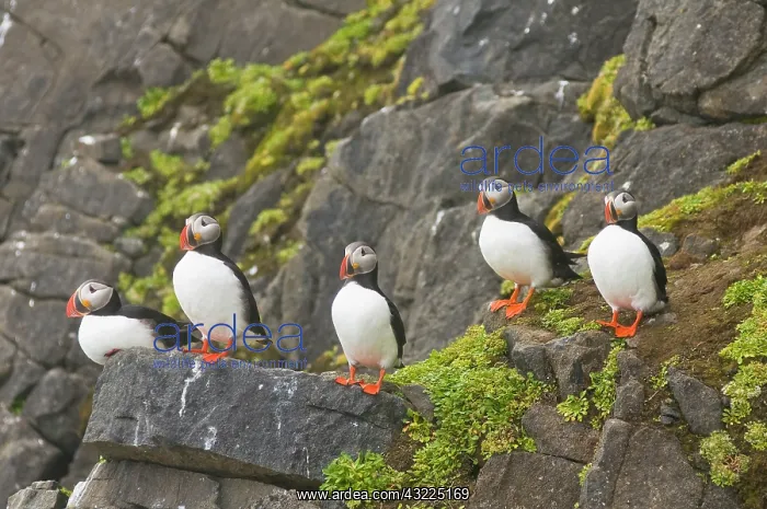  : Norway, Svalbard Archipelago, Spitsbergen