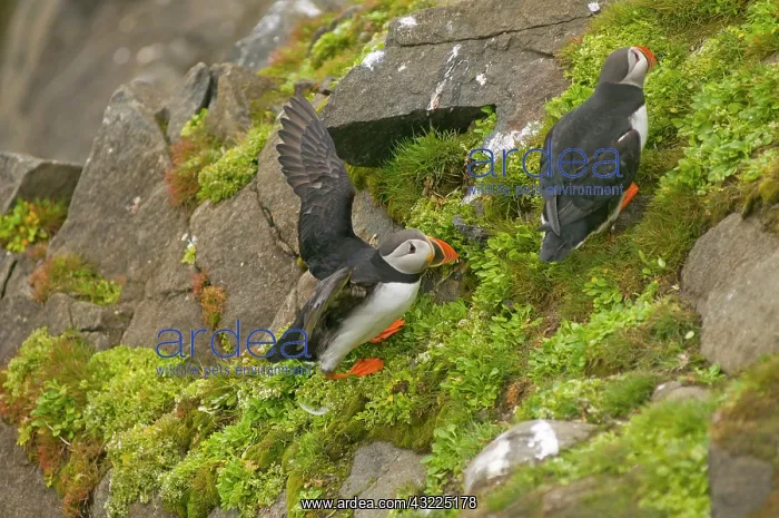 : Norway, Svalbard Archipelago, Spitsbergen : Norway, Svalbard Archipelago, Spitsbergen