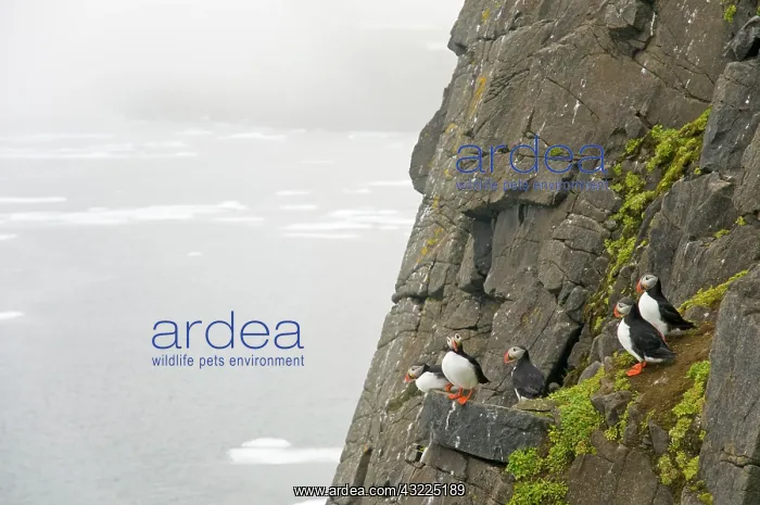 : Norway, Svalbard Archipelago, Spitsbergen : Norway, Svalbard Archipelago, Spitsbergen