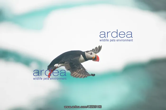 : Norway, Svalbard Archipelago, Spitsbergen : Norway, Svalbard Archipelago, Spitsbergen