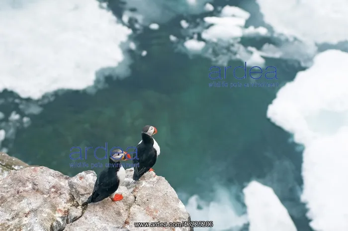 : Norway, Svalbard Archipelago, Spitsbergen : Norway, Svalbard Archipelago, Spitsbergen