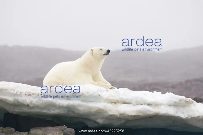 : Norway, Svalbard Archipelago, Spitsbergen : Norway, Svalbard Archipelago, Spitsbergen