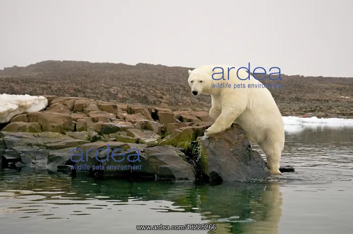 : Norway, Svalbard Archipelago, Spitsbergen : Norway, Svalbard Archipelago, Spitsbergen
