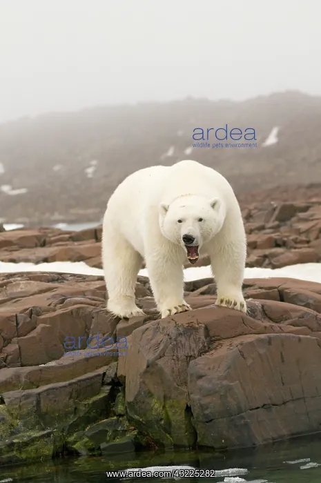 : Norway, Svalbard Archipelago, Spitsbergen : Norway, Svalbard Archipelago, Spitsbergen