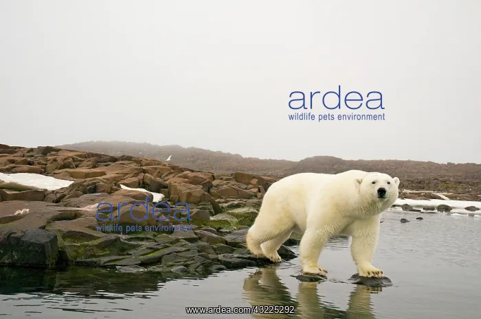 : Norway, Svalbard Archipelago, Spitsbergen : Norway, Svalbard Archipelago, Spitsbergen