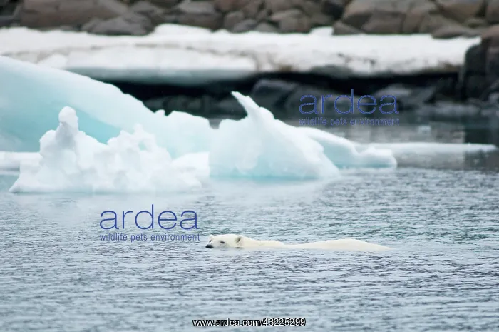 : Norway, Svalbard Archipelago, Spitsbergen : Norway, Svalbard Archipelago, Spitsbergen