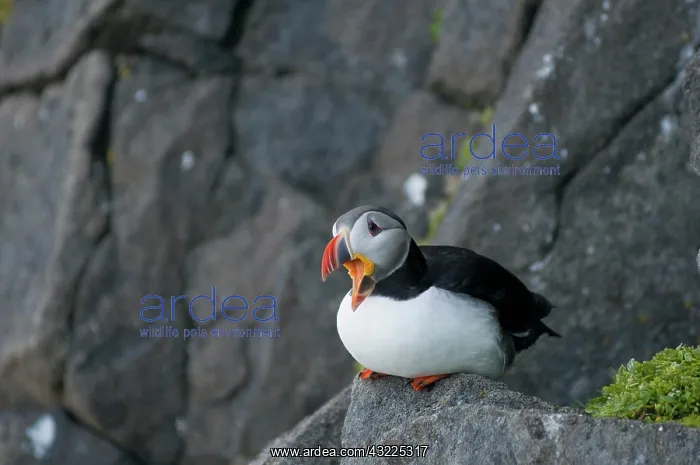 : Norway, Svalbard Archipelago, Spitsbergen : Norway, Svalbard Archipelago, Spitsbergen