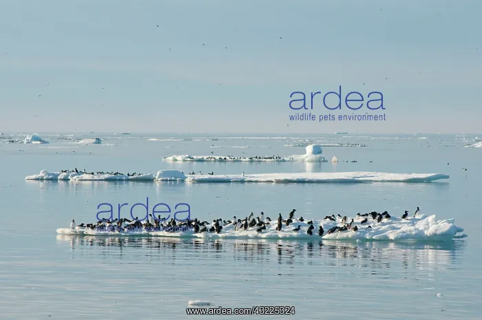 : Norway, Svalbard Archipelago, Spitsbergen : Norway, Svalbard Archipelago, Spitsbergen