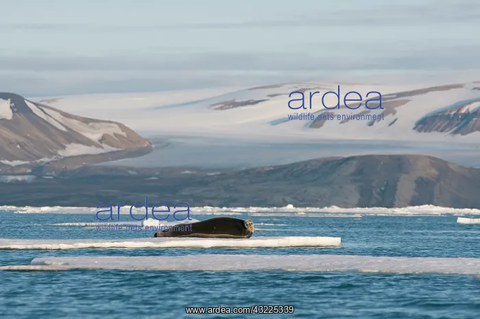 : Norway, Svalbard Archipelago, Spitsbergen : Norway, Svalbard Archipelago, Spitsbergen