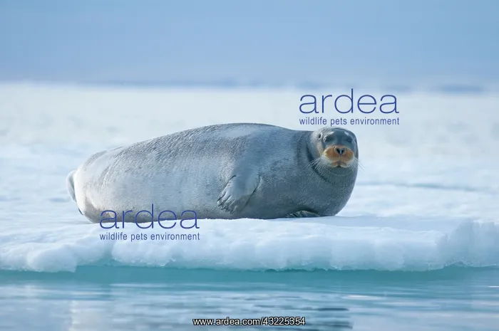 : Norway, Svalbard Archipelago, Spitsbergen : Norway, Svalbard Archipelago, Spitsbergen