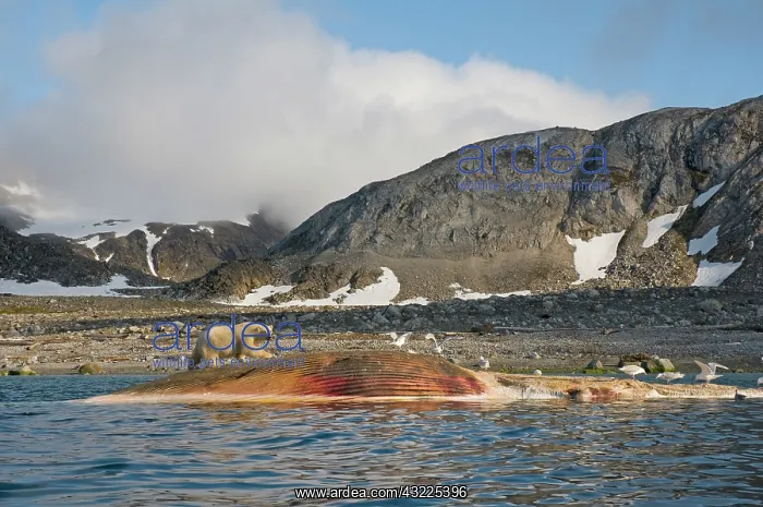: Norway, Svalbard Archipelago, Spitsbergen : Norway, Svalbard Archipelago, Spitsbergen