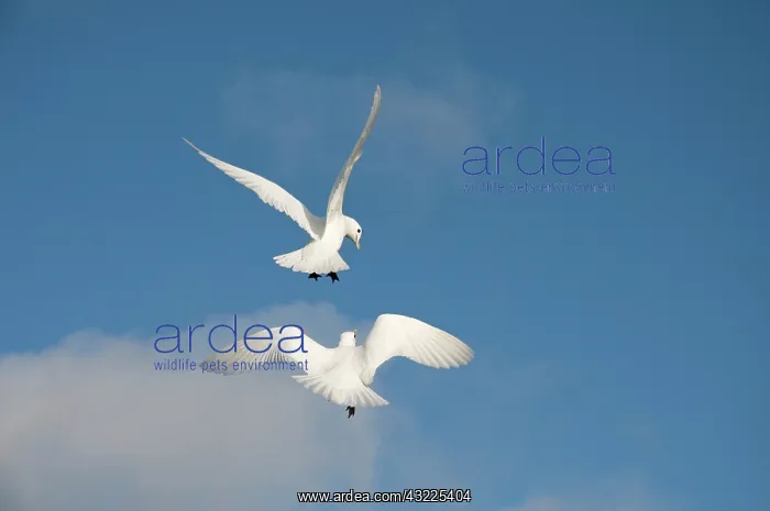 : Norway, Svalbard Archipelago, Spitsbergen : Norway, Svalbard Archipelago, Spitsbergen