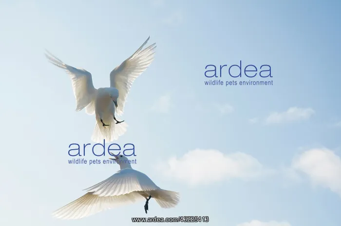 : Norway, Svalbard Archipelago, Spitsbergen : Norway, Svalbard Archipelago, Spitsbergen
