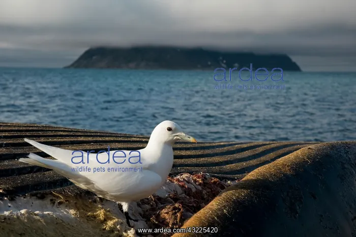 : Norway, Svalbard Archipelago, Spitsbergen : Norway, Svalbard Archipelago, Spitsbergen