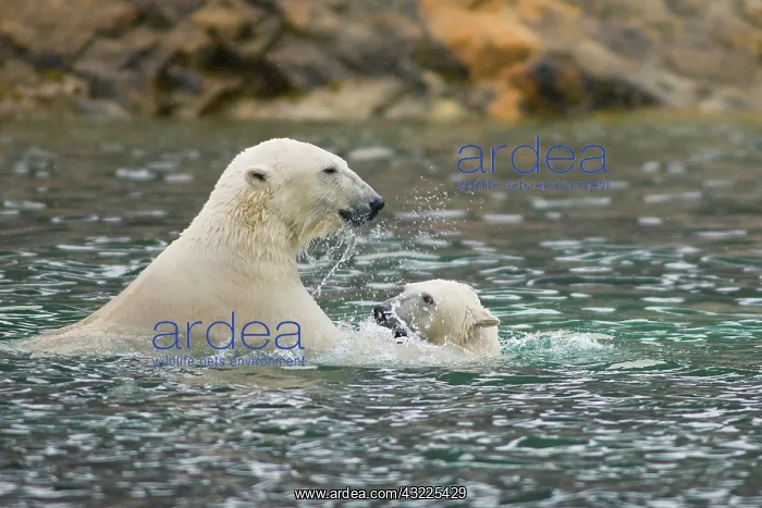 : Norway, Svalbard Archipelago, Spitsbergen : Norway, Svalbard Archipelago, Spitsbergen