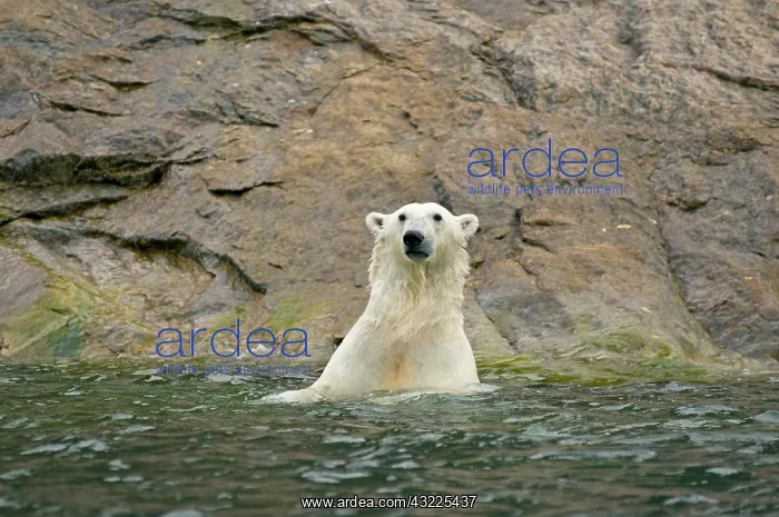 : Norway, Svalbard Archipelago, Spitsbergen : Norway, Svalbard Archipelago, Spitsbergen