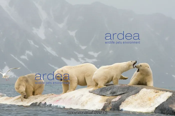 : Norway, Svalbard Archipelago, Spitsbergen : Norway, Svalbard Archipelago, Spitsbergen