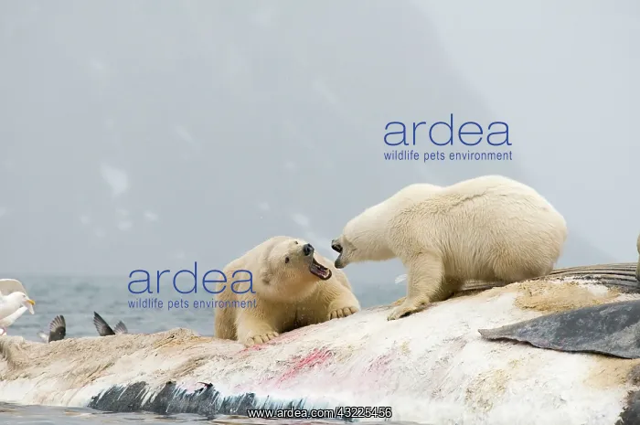 : Norway, Svalbard Archipelago, Spitsbergen : Norway, Svalbard Archipelago, Spitsbergen