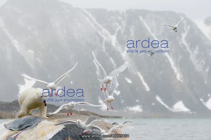 : Norway, Svalbard Archipelago, Spitsbergen : Norway, Svalbard Archipelago, Spitsbergen