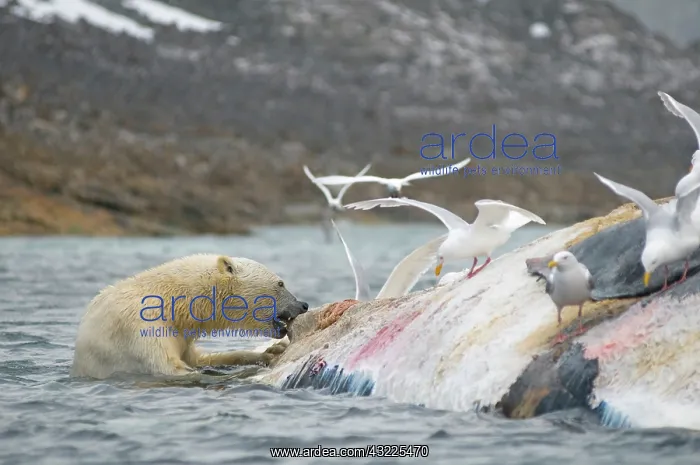 : Norway, Svalbard Archipelago, Spitsbergen : Norway, Svalbard Archipelago, Spitsbergen