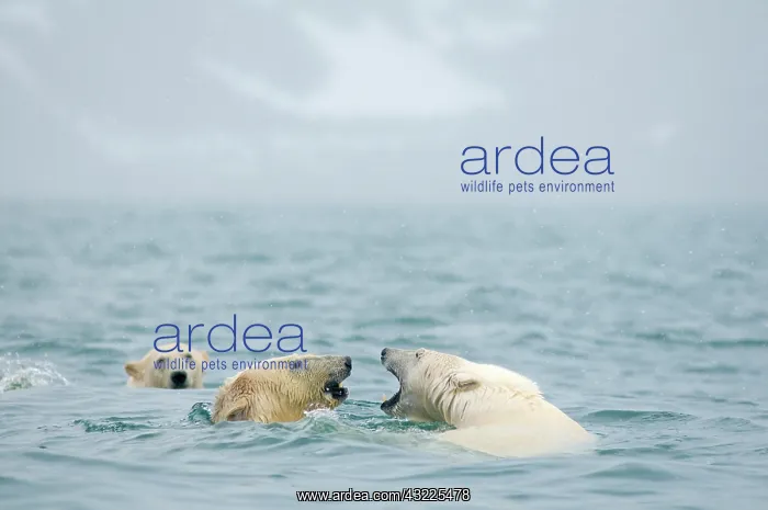 : Norway, Svalbard Archipelago, Spitsbergen : Norway, Svalbard Archipelago, Spitsbergen