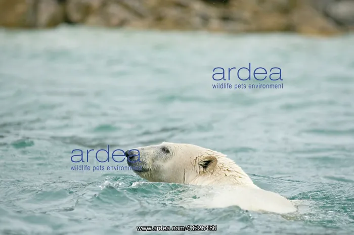 : Norway, Svalbard Archipelago, Spitsbergen : Norway, Svalbard Archipelago, Spitsbergen