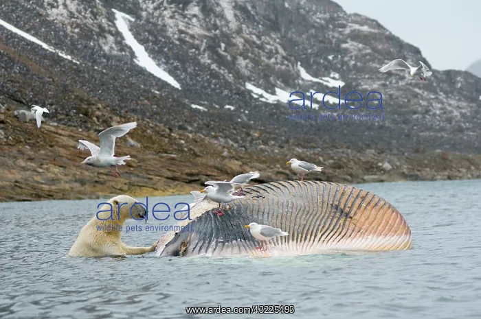 : Norway, Svalbard Archipelago, Spitsbergen : Norway, Svalbard Archipelago, Spitsbergen