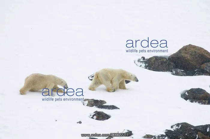 : Norway, Svalbard Archipelago, Spitsbergen : Norway, Svalbard Archipelago, Spitsbergen