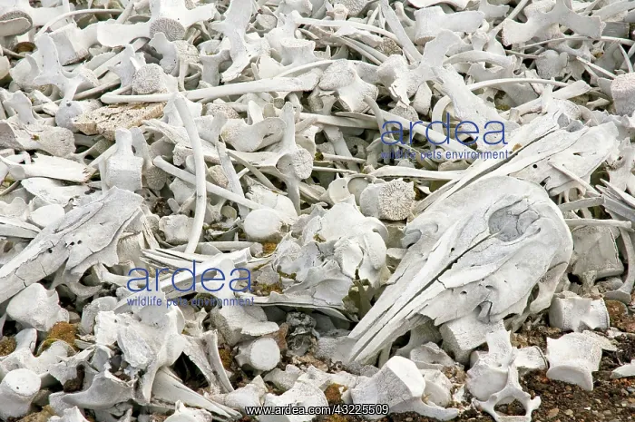  : Norway, Svalbard Archipelago, Spitsbergen