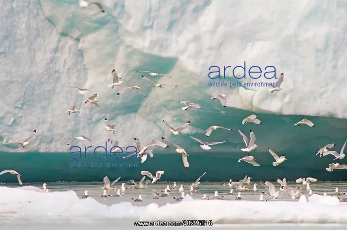 : Norway, Svalbard Archipelago, Spitsbergen : Norway, Svalbard Archipelago, Spitsbergen