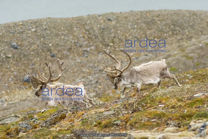 : Norway, Svalbard Archipelago, Spitsbergen : Norway, Svalbard Archipelago, Spitsbergen