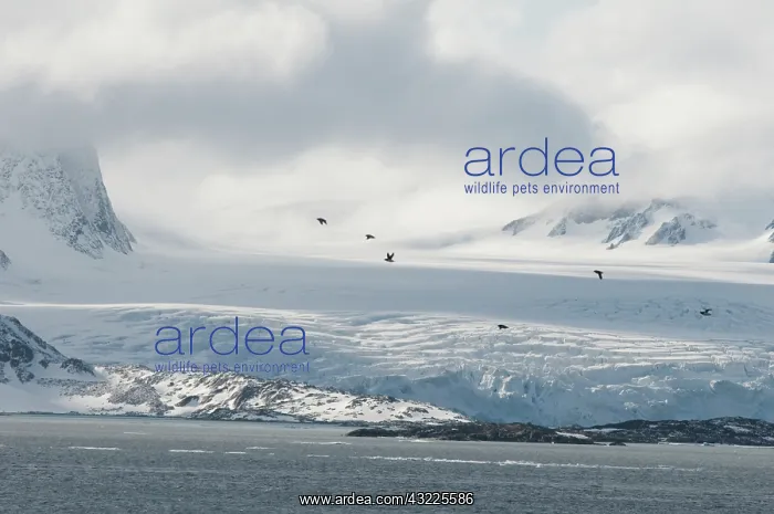 : Norway, Svalbard Archipelago, Spitsbergen : Norway, Svalbard Archipelago, Spitsbergen